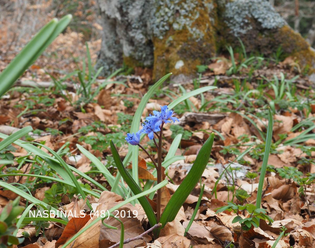 Squill, Alpine plant